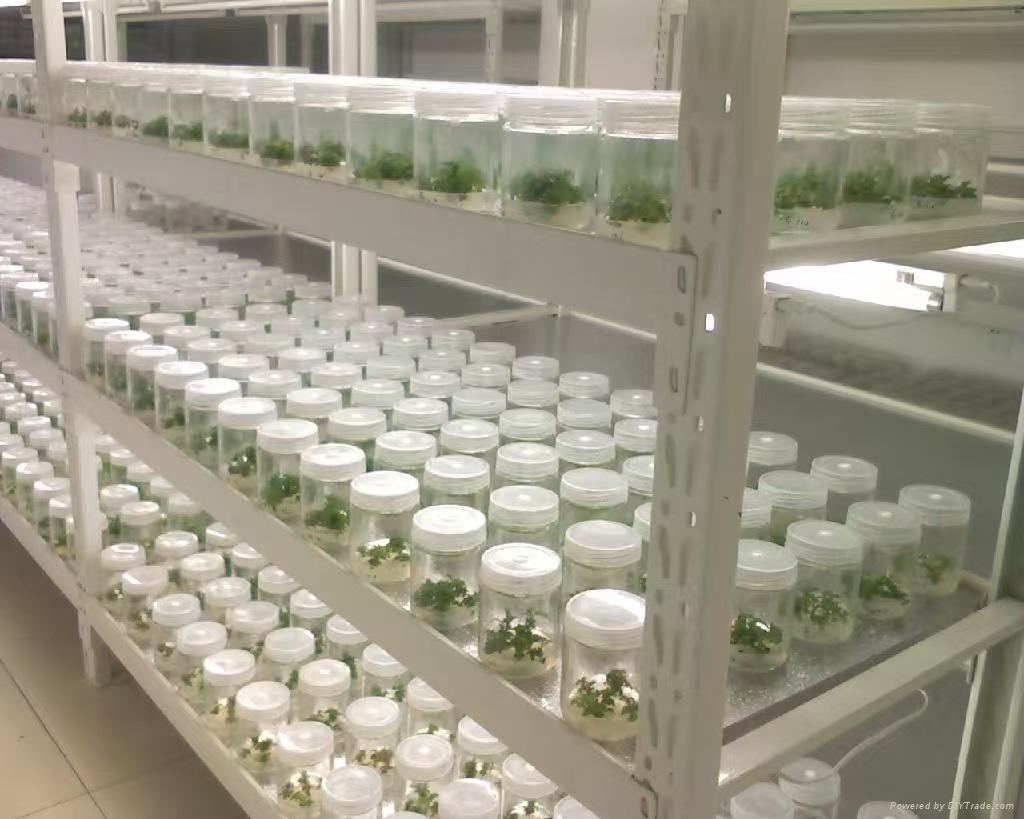 赵县组培实验室应该如何布局