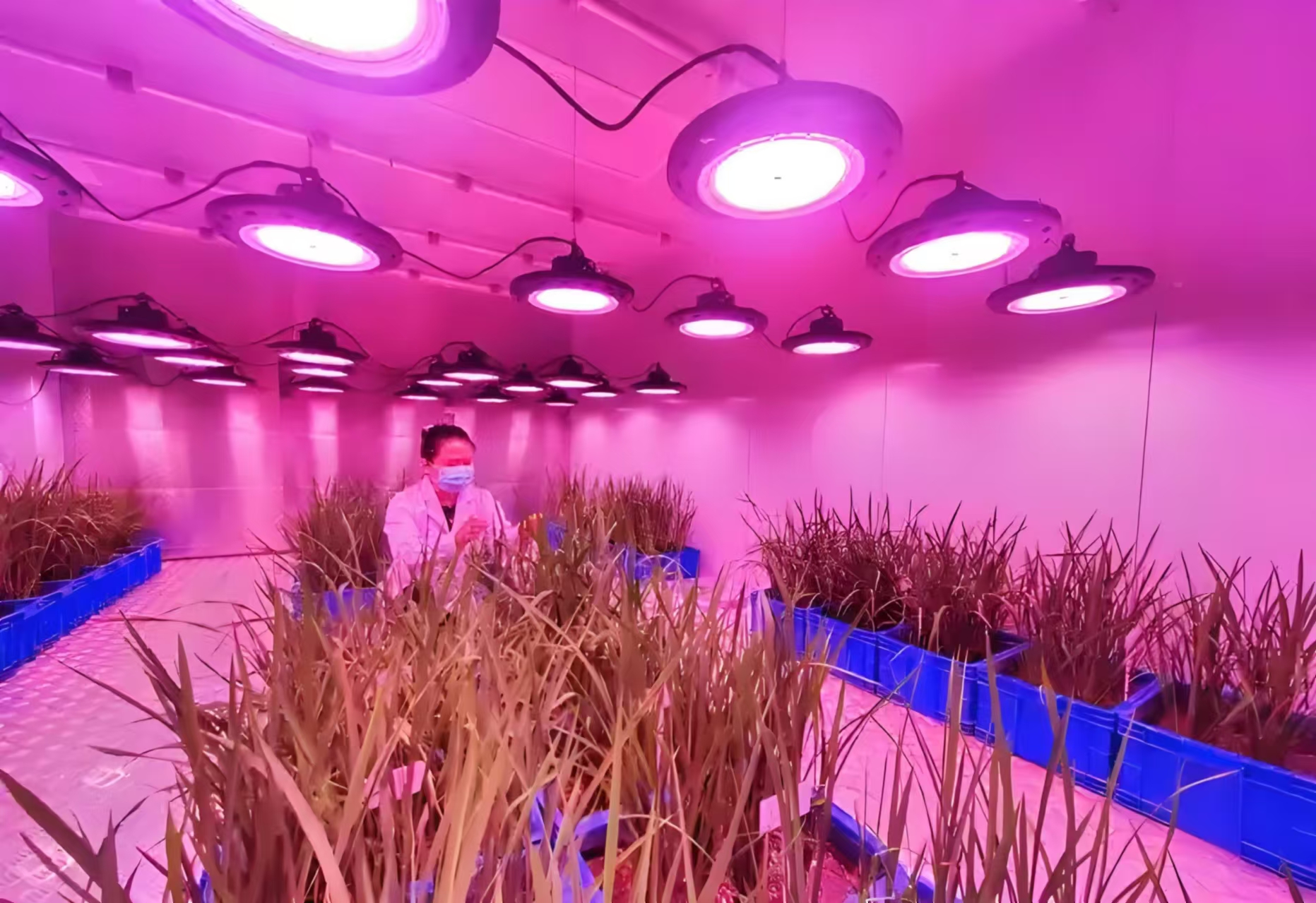 赵县人工气候室在农业领域的应用